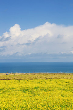 海天一色油菜花开青海湖