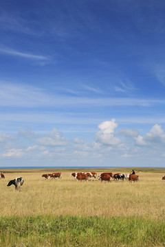 蓝天下的草原奶牛群吃草