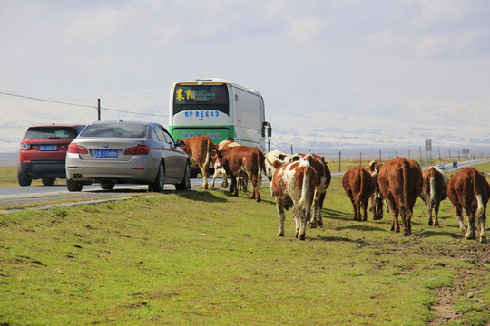 牛群过马路