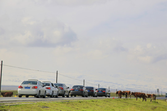 青藏高原过马路的牛群