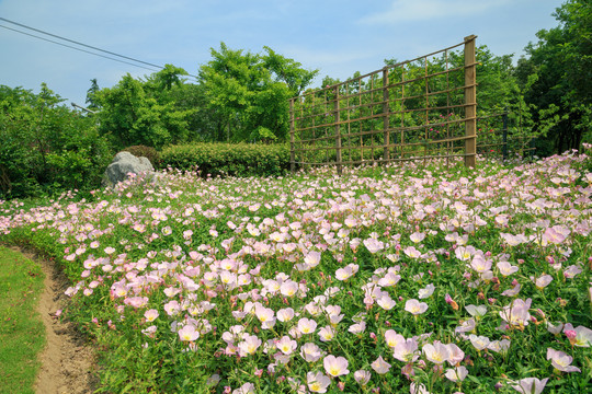 月见草