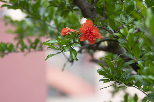 石榴花