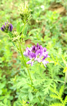 苜蓿花