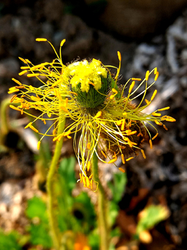 花蕊