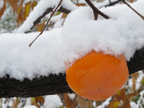 雪压柿子