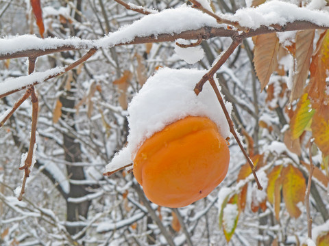 瑞雪