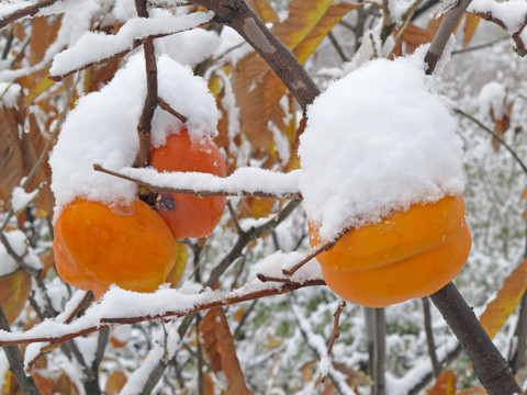 瑞雪兆丰年