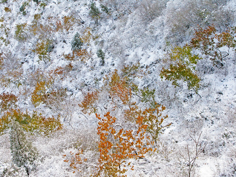 冰雪中的红叶