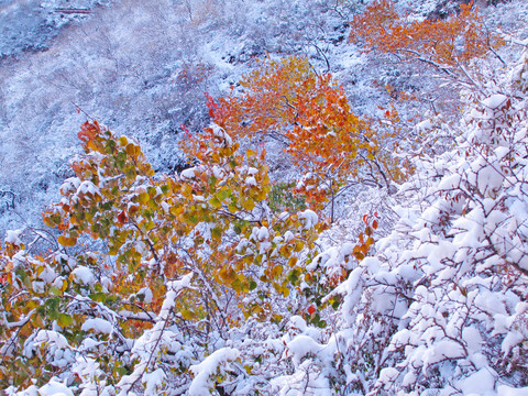 雪压枝头