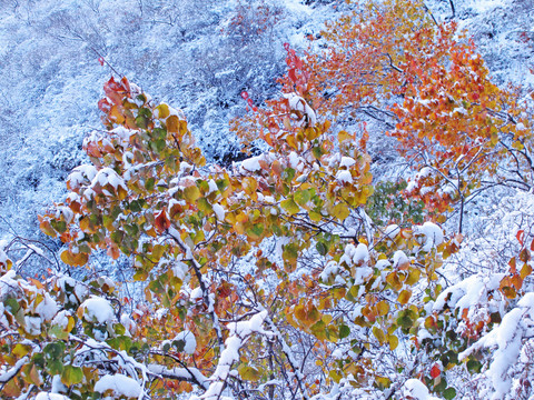 雪景