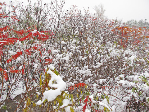 雪中红叶