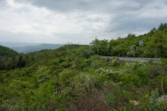 中国中西部山区森林植被