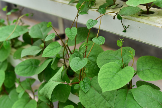 阳台盆栽蔬菜