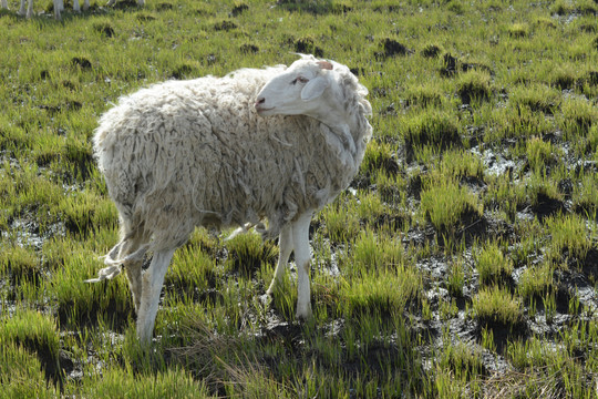 棉羊