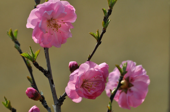 樱花