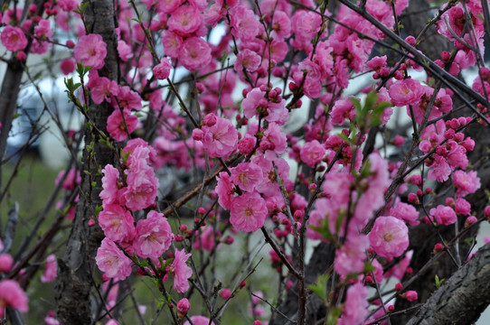 樱花