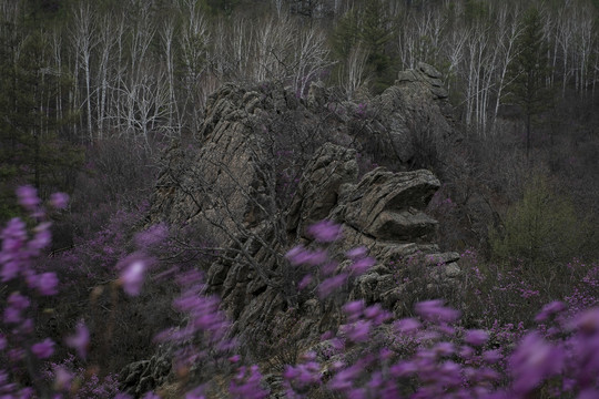 飞龙山杜鹃花