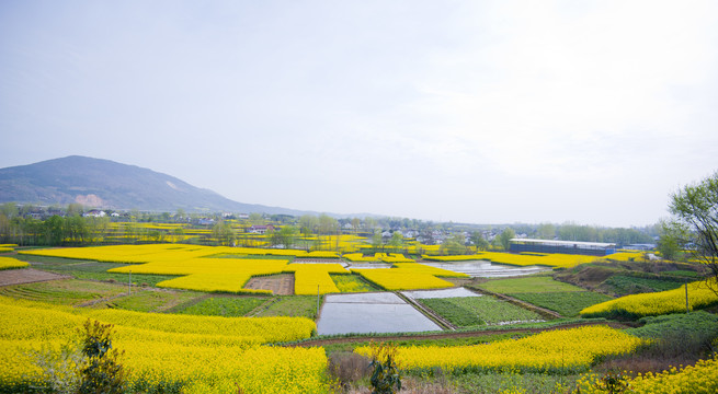 油菜花