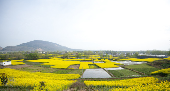 油菜花