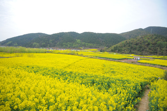 油菜花