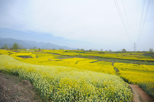 油菜花