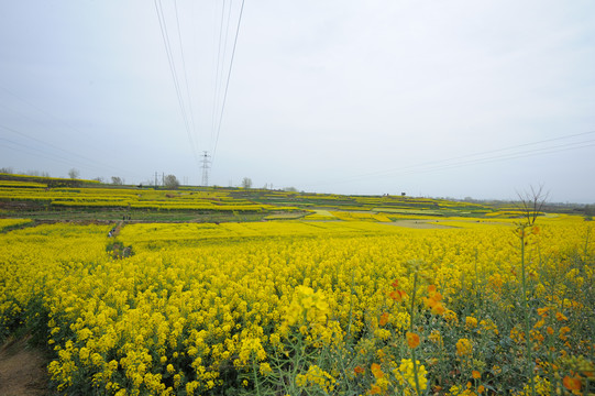 油菜花