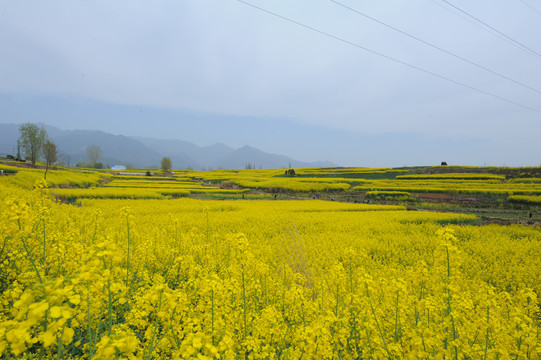 油菜花