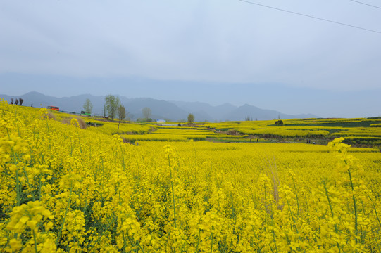 油菜花油菜花外景