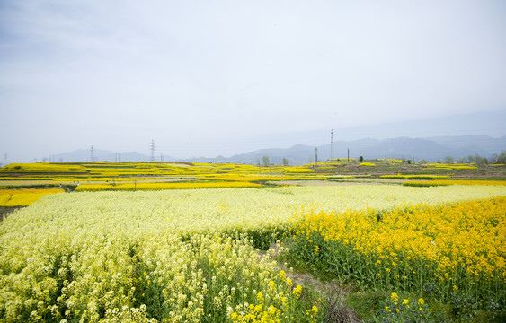 油菜花