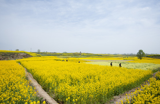 汉中油菜花