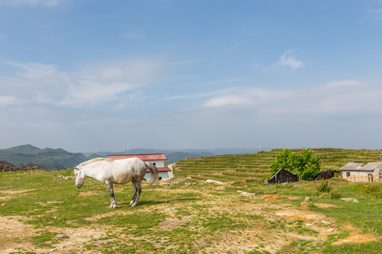 贵阳云顶草原