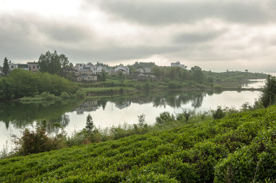 黄山茶园