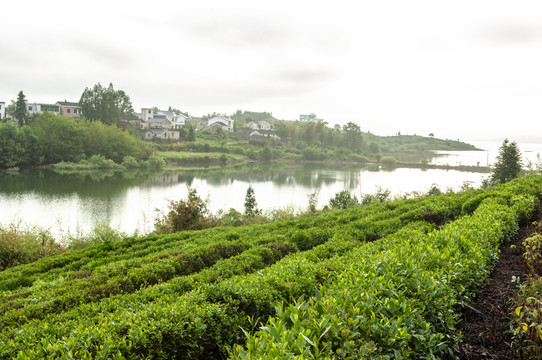 黄山茶园