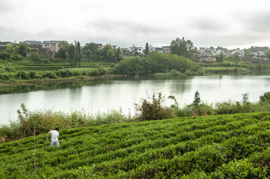 黄山茶园