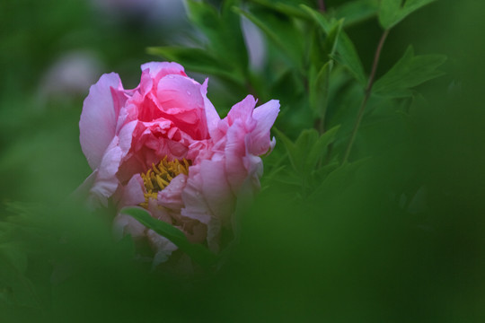 中国山西太原双塔寺牡丹园赏花