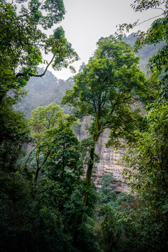 青城山风光