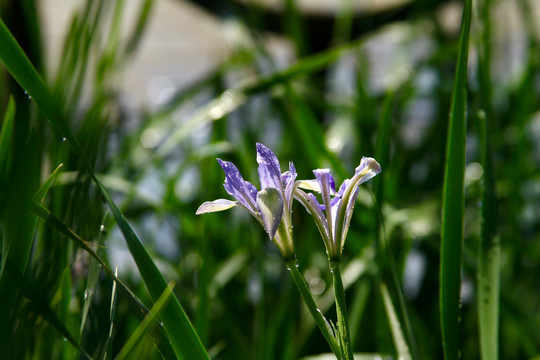 马莲花