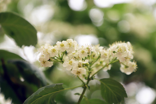 山里红开花