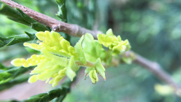 绿色植物