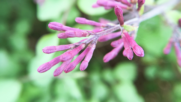 丁香花