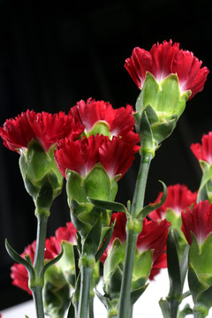 红色的康乃馨花束在黑色背景里