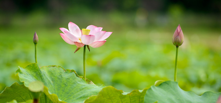 荷花与花蕾