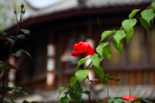 丽江古城束河古城