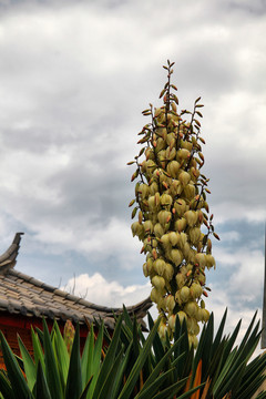 丽江古城束河古城