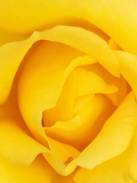 浪漫黄色玫瑰月季花心