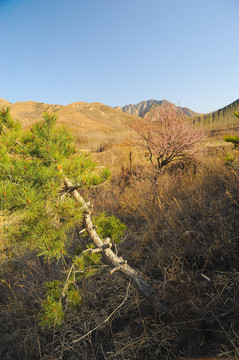 荒山