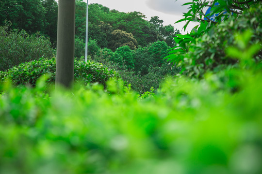 绿色植物