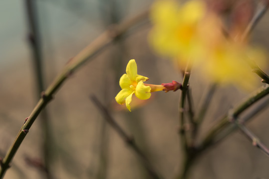 迎春花