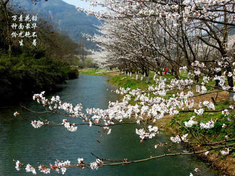 花影横斜