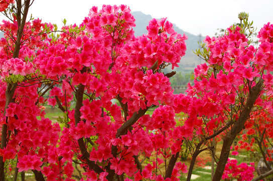 粉红山杜鹃